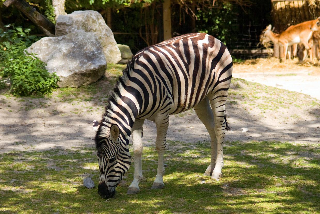 Zebra Amiens Zoo holiday rentals